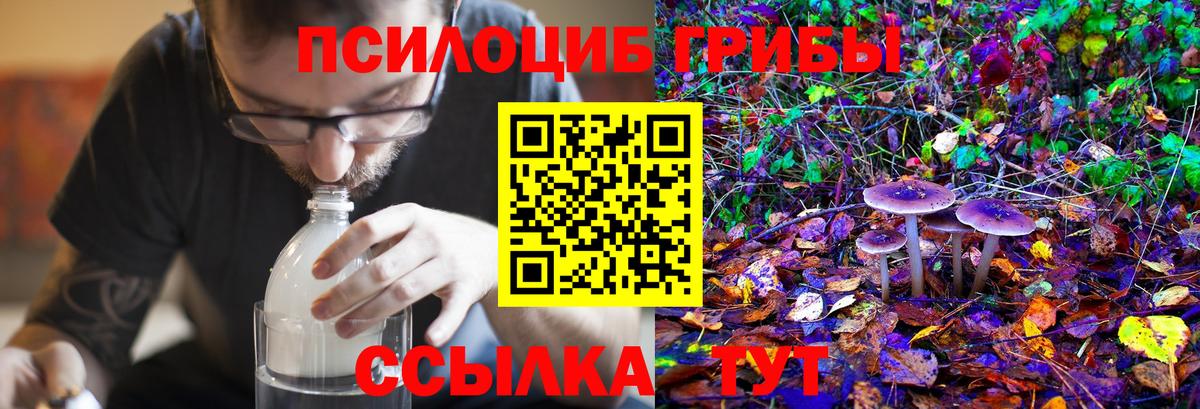 Галлюциногенные грибы Psilocybine cubensis Смоленск